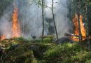 Campania : prevenzione e lotta attiva contro gli incendi boschivi stanziati 19 milioni 480mila euro per il triennio 2022-2024