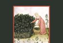 Un viaggio tra mistero, simbolismo e scienza con “Piante magiche”, il volume di Maria Teresa Burrascano edito da Stamperia del Valentino
