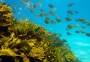 Urina Europa lancia il suo primo “Ocean restoration program” con l’obiettivo di ripristinare 1500 ettari di habitat marino entro il 2030