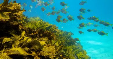 Urina Europa lancia il suo primo “Ocean restoration program” con l’obiettivo di ripristinare 1500 ettari di habitat marino entro il 2030